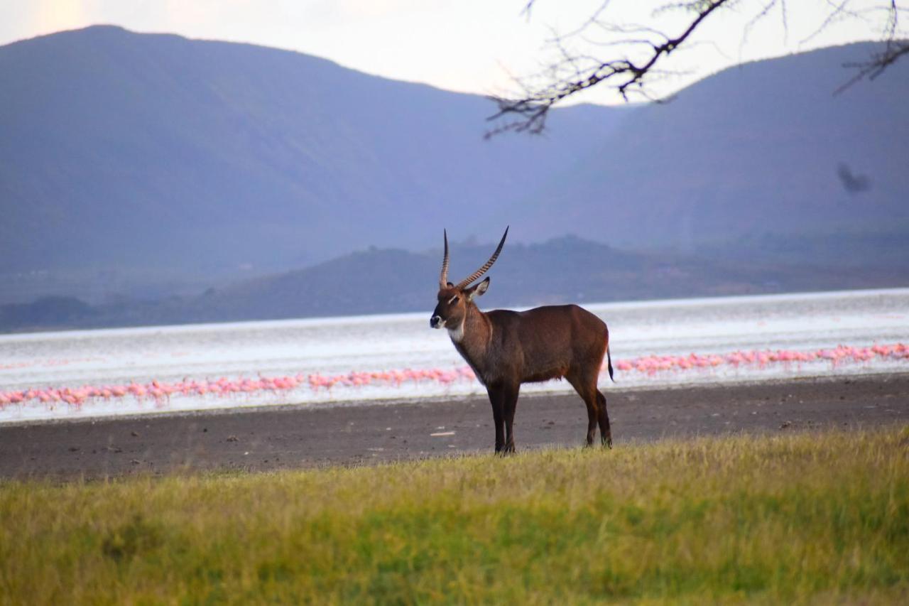 Lake Elmenteita Serena Camp Exterior foto